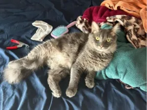 Gato raça SRD-ViraLata idade 1 ano nome Bruce