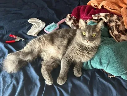 Gato raça SRD-ViraLata idade 1 ano nome Bruce