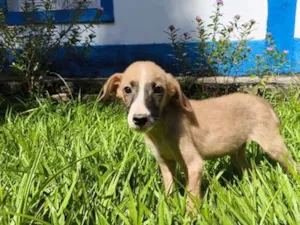 Cachorro raça SRD-ViraLata idade 2 a 6 meses nome Marley