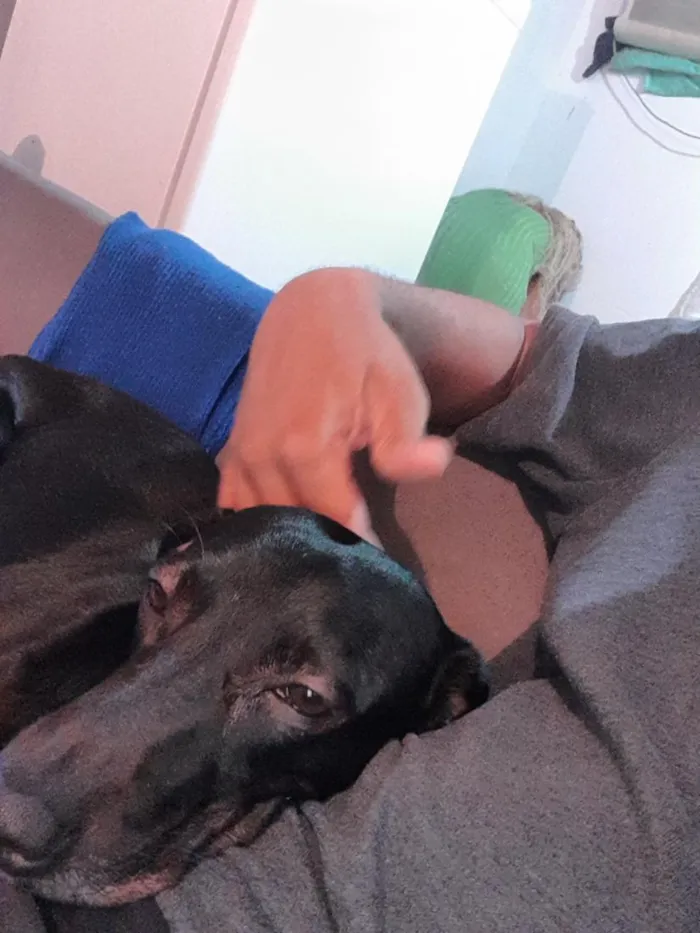 Cachorro raça SRD-ViraLata idade 2 anos nome Pipoca