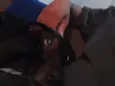 Pipoca