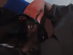 Cachorro raça SRD-ViraLata idade 2 anos nome Pipoca