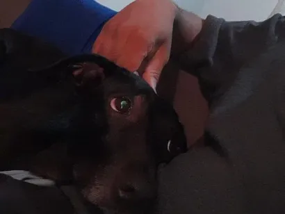 Cachorro raça SRD-ViraLata idade 2 anos nome Pipoca