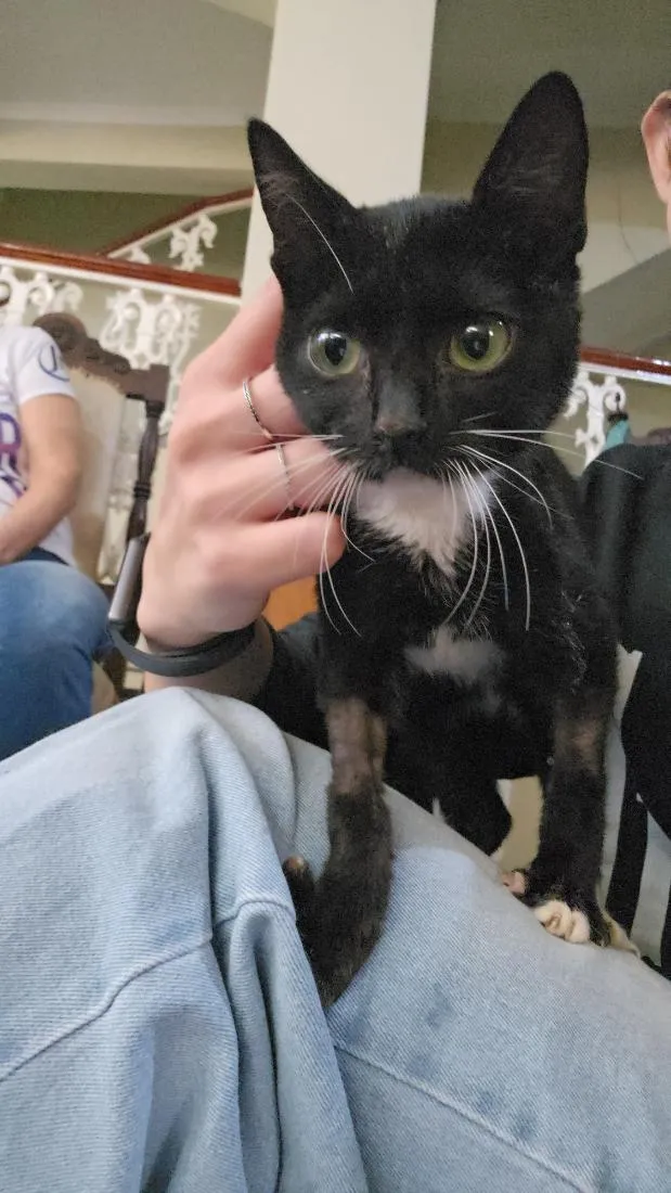 Gato raça SRD-ViraLata idade 2 a 6 meses nome Miu Miu