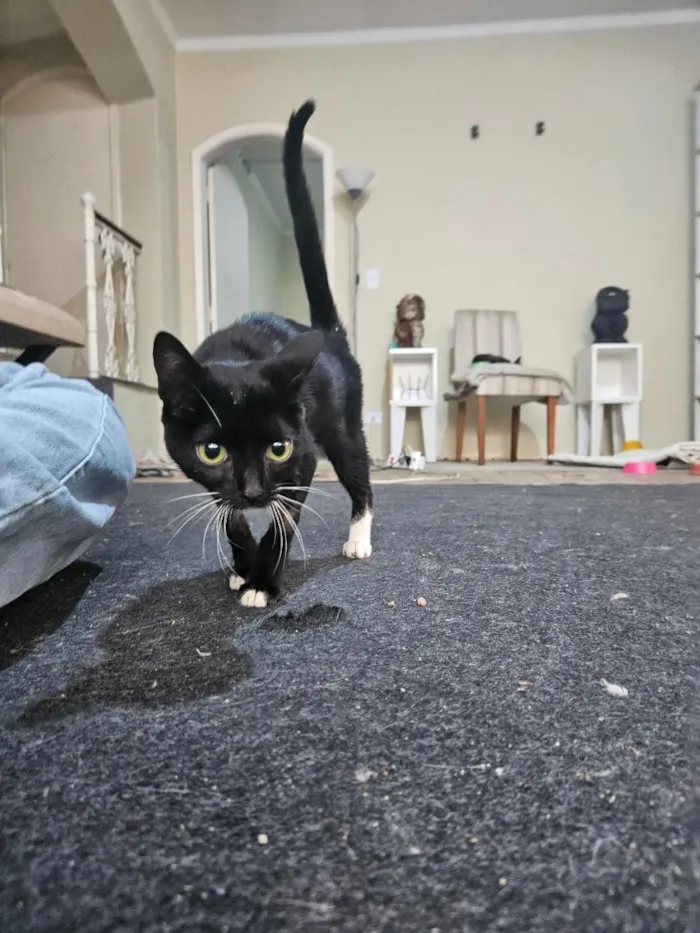 Gato raça SRD-ViraLata idade 2 a 6 meses nome Miu Miu