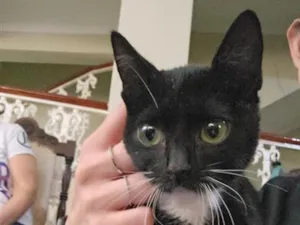 Gato raça SRD-ViraLata idade 2 a 6 meses nome Miu Miu