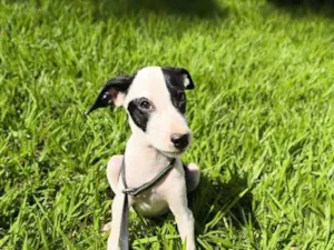 Cachorro raça SRD-ViraLata idade 2 a 6 meses nome Bandit