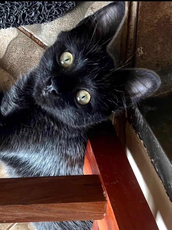 Gato raça SRD-ViraLata idade 7 a 11 meses nome Black 