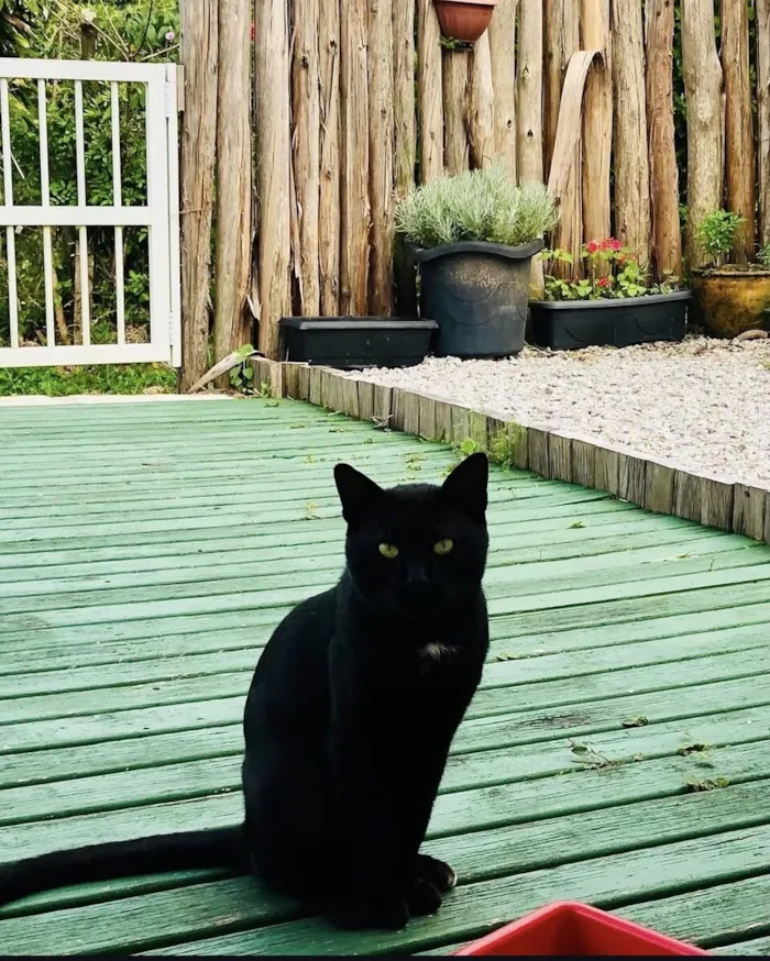 Gato raça SRD-ViraLata idade 7 a 11 meses nome Black 