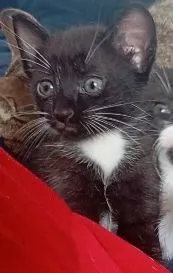 Gato raça SRD-ViraLata idade Abaixo de 2 meses nome fofucho