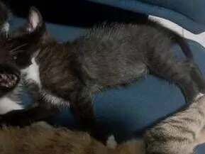 Gato raça SRD-ViraLata idade Abaixo de 2 meses nome fofucho
