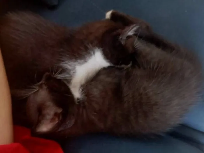 Gato raça SRD-ViraLata idade Abaixo de 2 meses nome fofucho