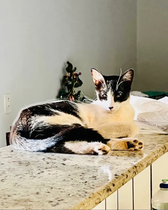 Gato raça SRD-ViraLata idade 1 ano nome Dida