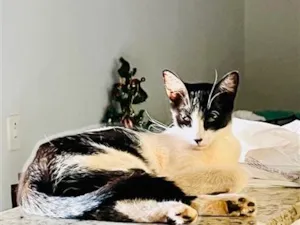 Gato raça SRD-ViraLata idade 1 ano nome Dida