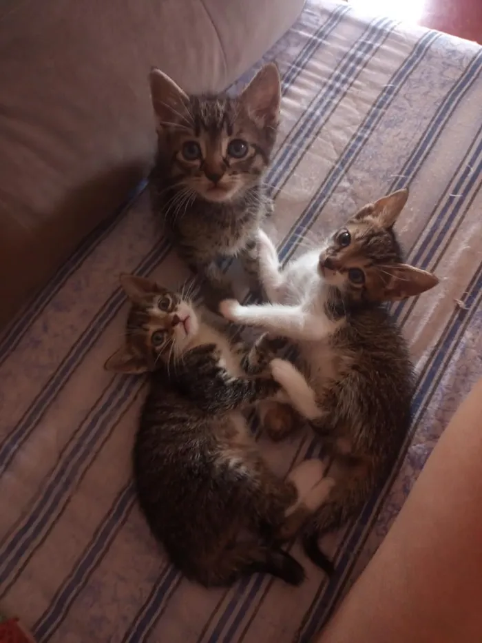 Gato raça SRD-ViraLata idade 2 a 6 meses nome A fêmea Cinza se chama Lua!