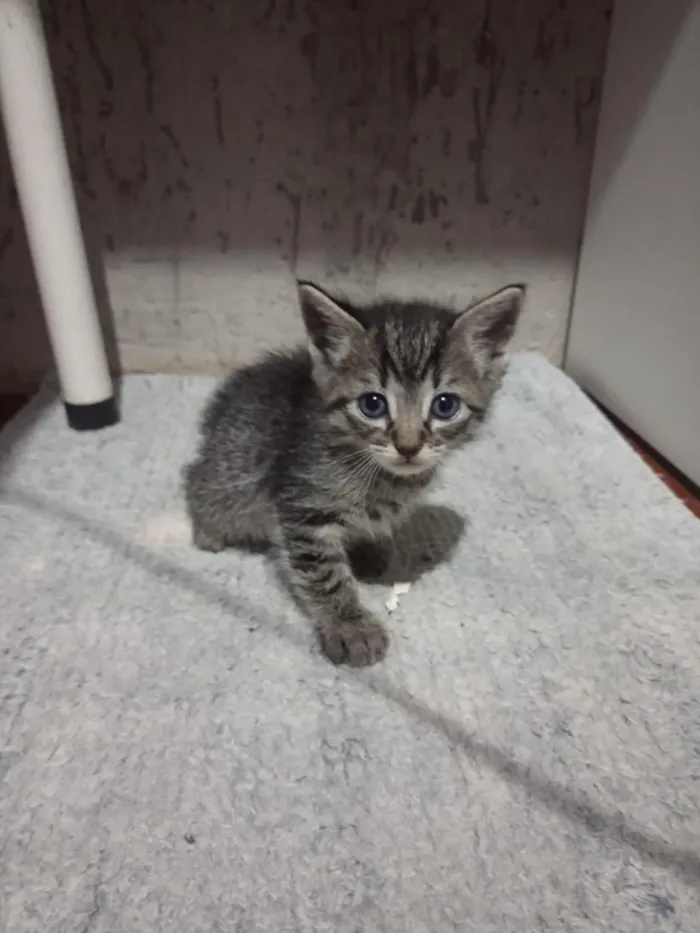 Gato raça SRD-ViraLata idade 2 a 6 meses nome A fêmea Cinza se chama Lua!