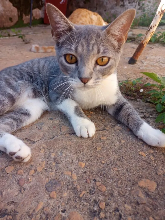 Gato raça SRD-ViraLata idade 2 a 6 meses nome A fêmea Cinza se chama Lua!