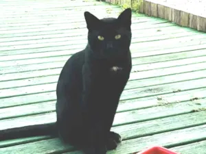 Gato raça SRD-ViraLata idade 7 a 11 meses nome Black 