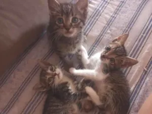 Gato raça SRD-ViraLata idade 2 a 6 meses nome A fêmea Cinza se chama Lua!