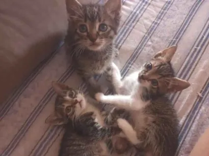 Gato raça SRD-ViraLata idade 2 a 6 meses nome A fêmea Cinza se chama Lua!