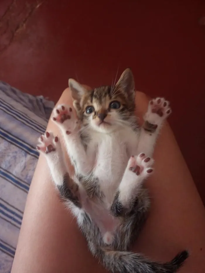 Gato raça SRD-ViraLata idade 2 a 6 meses nome 61981054468