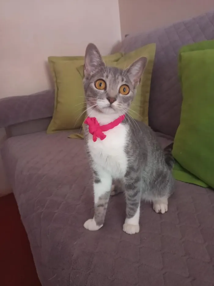 Gato raça SRD-ViraLata idade 2 a 6 meses nome 61981054468