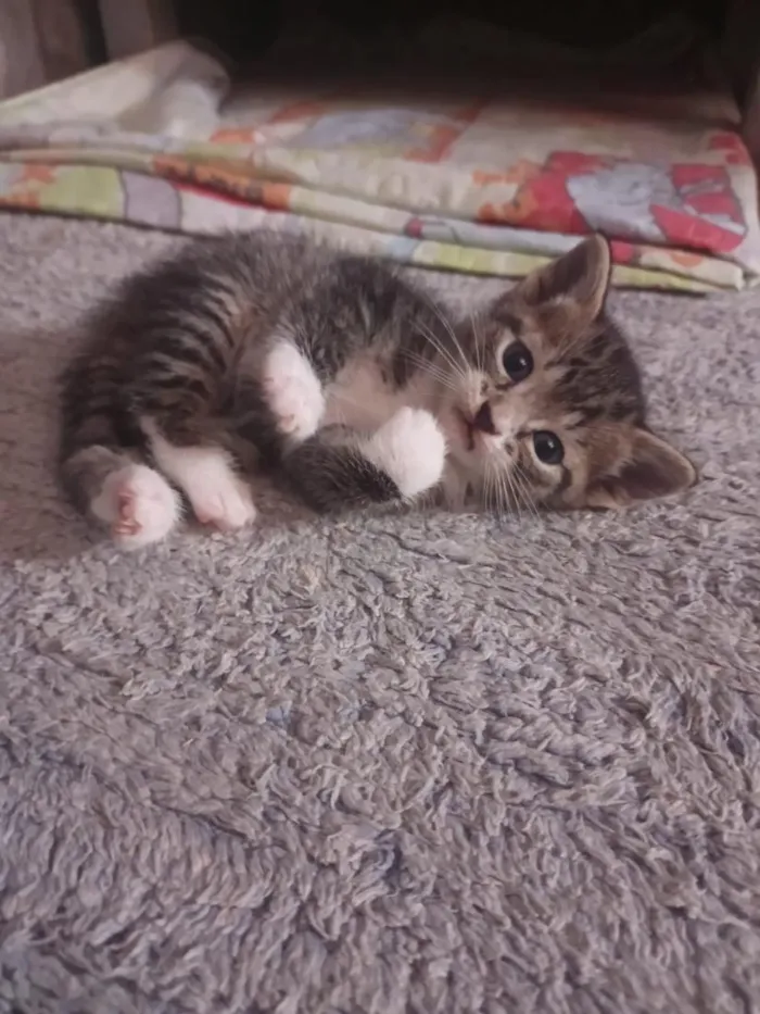 Gato raça SRD-ViraLata idade 2 a 6 meses nome 61981054468