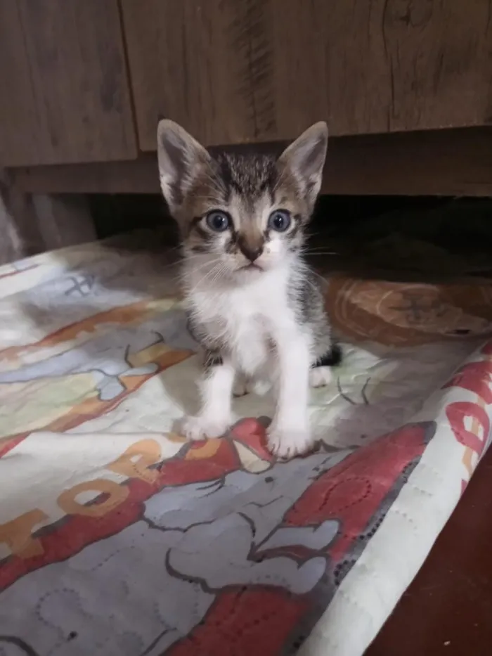 Gato raça SRD-ViraLata idade 2 a 6 meses nome 61981054468