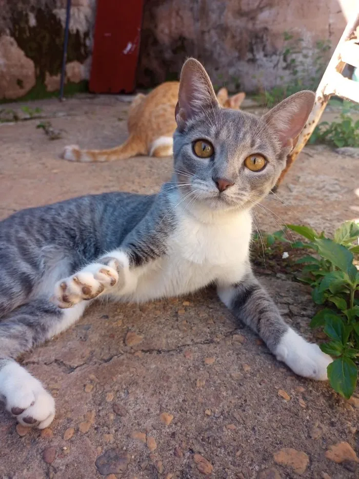 Gato raça SRD-ViraLata idade 2 a 6 meses nome 61981054468