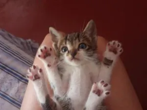 Gato raça SRD-ViraLata idade 2 a 6 meses nome 61981054468