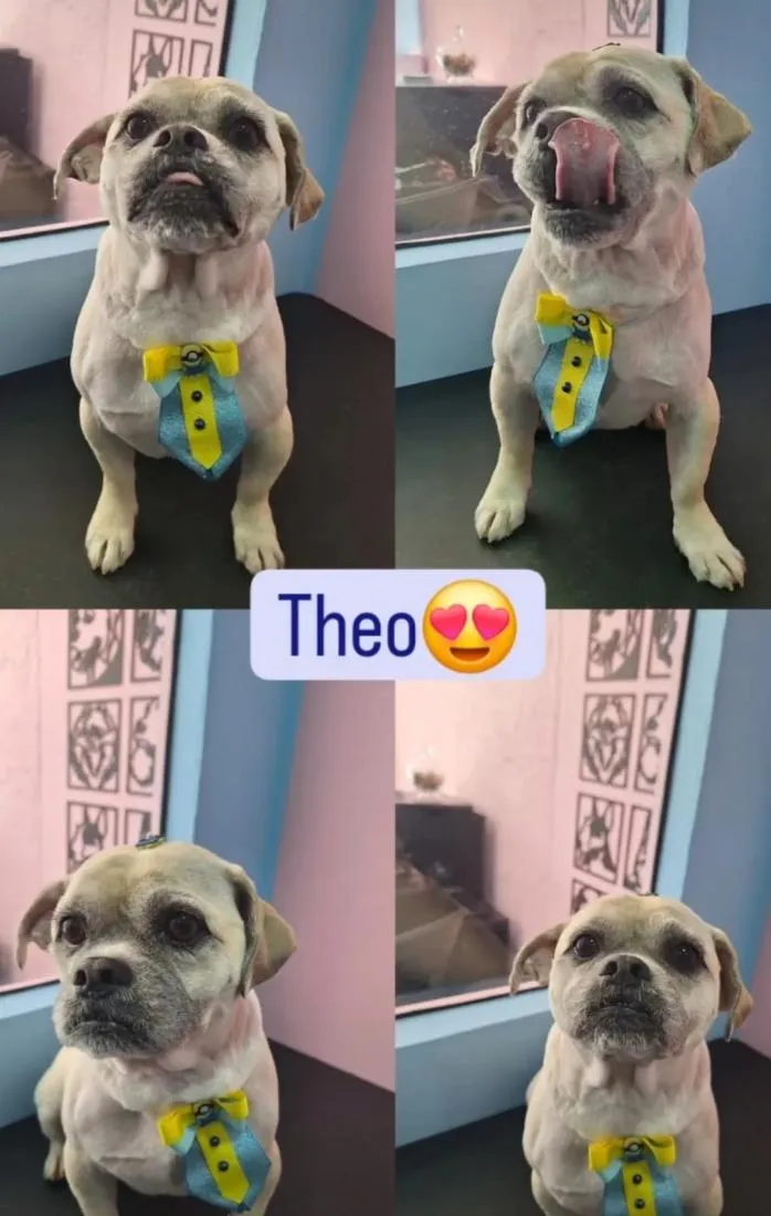 Cachorro raça SRD-ViraLata idade 6 ou mais anos nome Theo