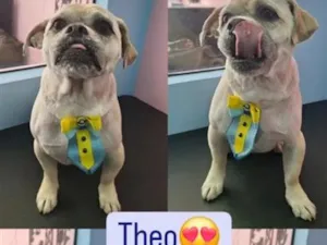 Cachorro raça SRD-ViraLata idade 6 ou mais anos nome Theo