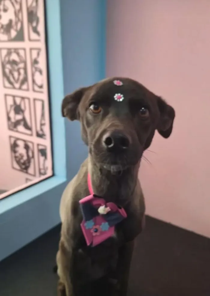 Cachorro raça SRD-ViraLata idade 6 ou mais anos nome Pandora