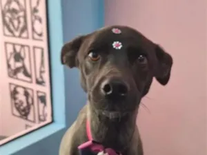 Cachorro raça SRD-ViraLata idade 6 ou mais anos nome Pandora