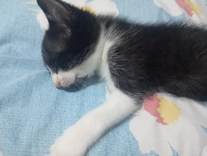 Gato raça SRD-ViraLata idade Abaixo de 2 meses nome fufi