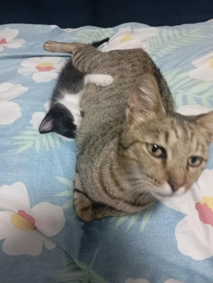 Gato raça SRD-ViraLata idade Abaixo de 2 meses nome fufi