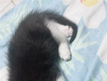 Gato raça SRD-ViraLata idade Abaixo de 2 meses nome fufi