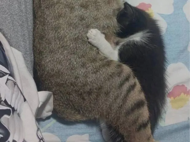 Gato raça SRD-ViraLata idade Abaixo de 2 meses nome fufi