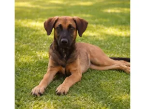 Cachorro raça SRD-ViraLata idade 2 a 6 meses nome Maya