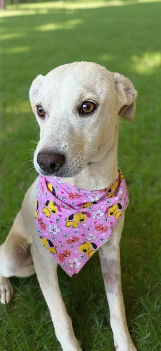 Cachorro raça SRD-ViraLata idade 7 a 11 meses nome Bianca