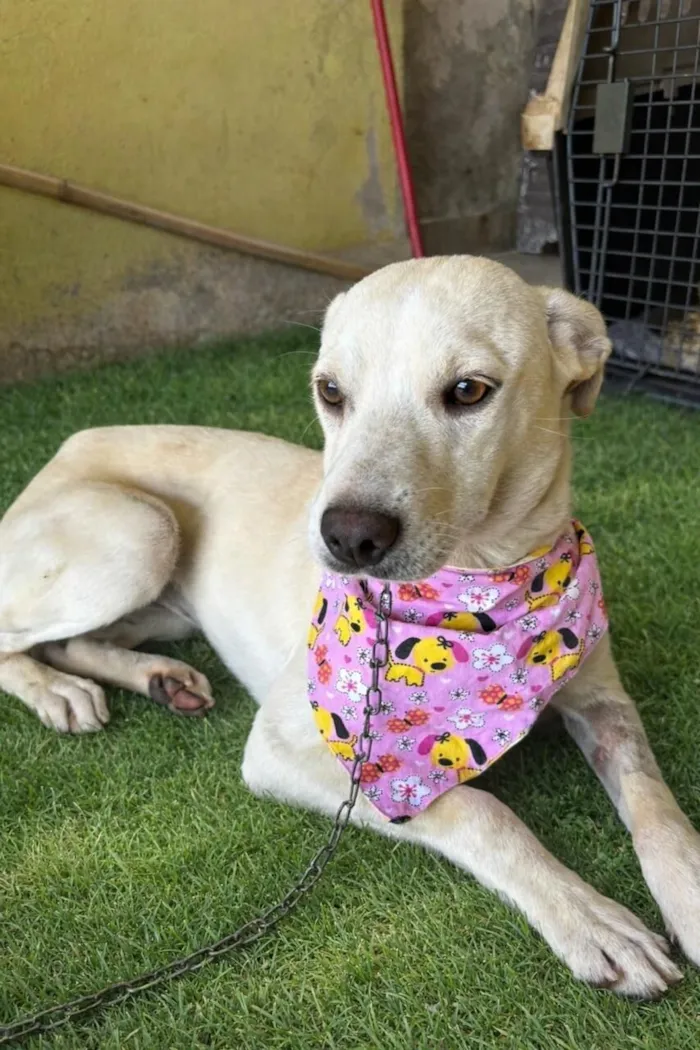 Cachorro raça SRD-ViraLata idade 7 a 11 meses nome Bianca