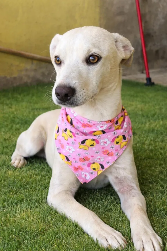 Cachorro raça SRD-ViraLata idade 7 a 11 meses nome Bianca