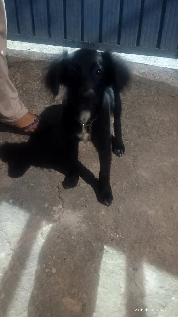 Cachorro raça Labrador idade 2 a 6 meses nome sem nome 