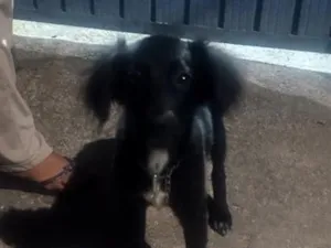Cachorro raça Labrador idade 2 a 6 meses nome sem nome 