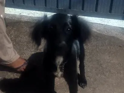 Cachorro raça Labrador idade 2 a 6 meses nome sem nome 