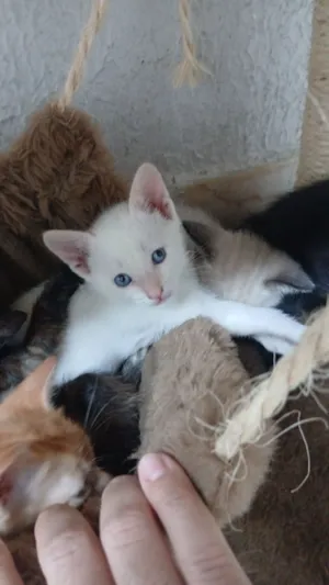 Gato raça Siamês idade 2 a 6 meses nome Neve