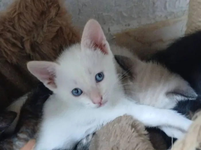 Gato raça Siamês idade 2 a 6 meses nome Neve