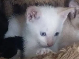 Gato raça Siamês idade 2 a 6 meses nome Neve