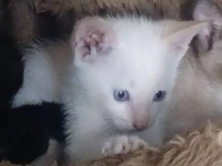 Gato raça Siamês idade 2 a 6 meses nome Neve