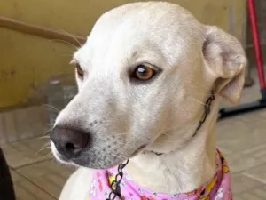 Cachorro raça SRD-ViraLata idade 7 a 11 meses nome Bianca
